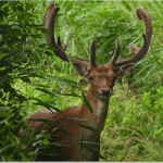 Damherten Hoeksche Waard