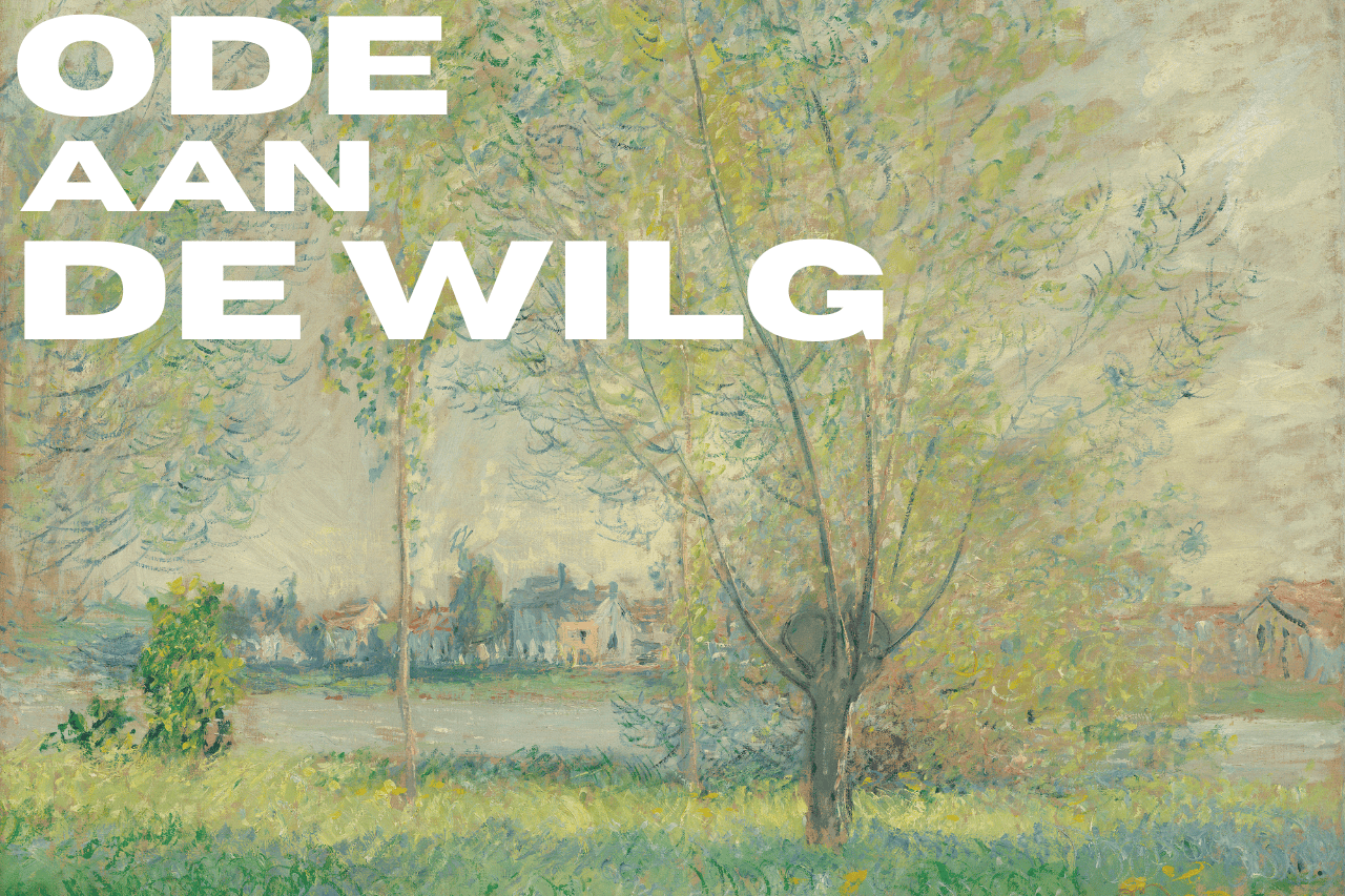 Ode aan de wilg